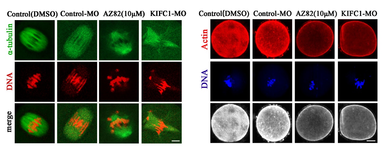 孙少琛课题组与Science同时报道马达蛋白KIFC1在卵母细胞中的重要功能 
